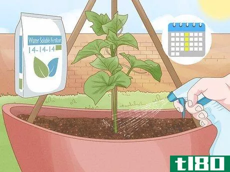 Image titled Grow Cucumbers in Pots Step 19