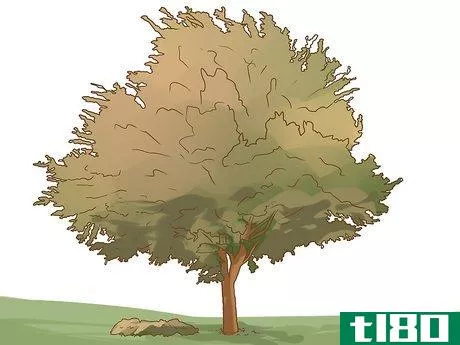 Image titled Identify an Elm Tree Step 8