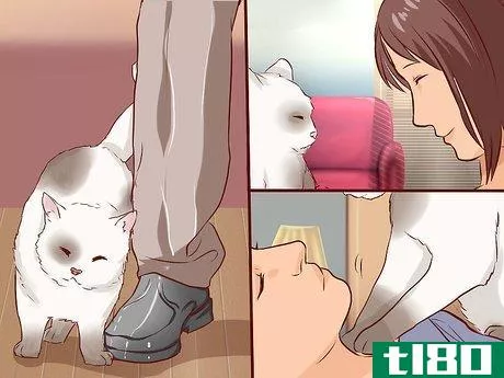 Image titled Get a Cat to Like You Step 1