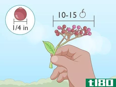 Image titled Identify Elderberry Step 8