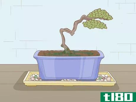 Image titled Grow and Care for a Bonsai Tree Step 13