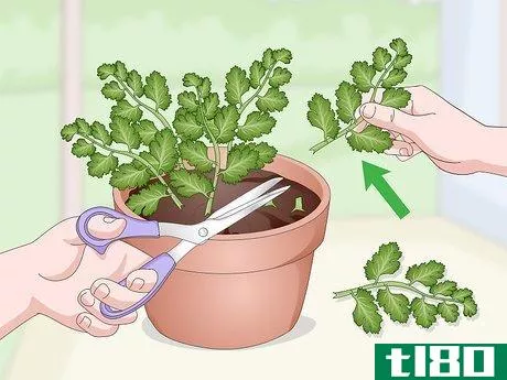 Image titled Grow Cilantro Indoors Step 16