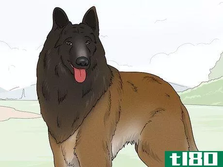 Image titled Identify a Belgian Tervuren Dog Step 8
