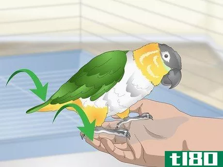 Image titled Handle Your Caique Parrot Step 4