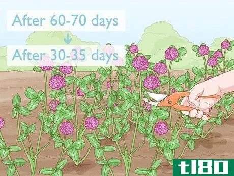 Image titled Grow Red Clover Step 8