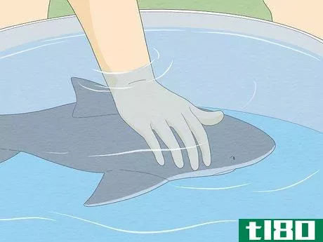 Image titled Get over Your Fear of Sharks Step 12