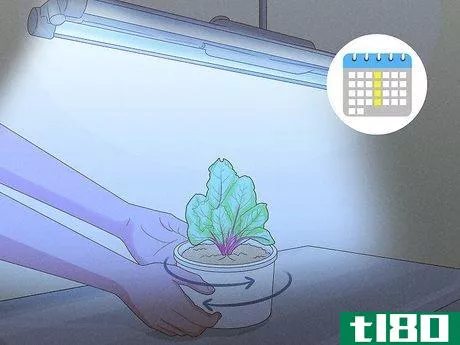 Image titled Grow Vegetables With Grow Lights Step 7