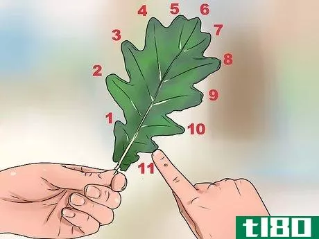 Image titled Identify Oak Leaves Step 4