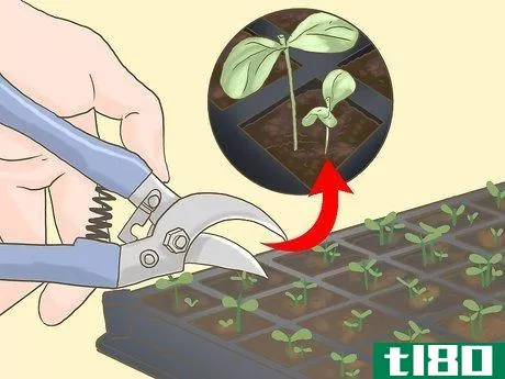 Image titled Grow Seedless Watermelons Step 8