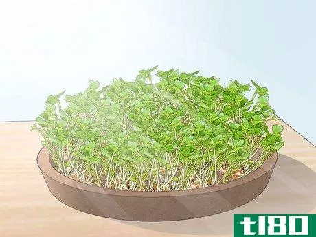 Image titled Grow Alfalfa Sprouts Step 20