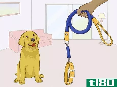 Image titled Get Your Dog Used to a Collar Step 1