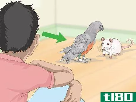 Image titled Keep Pet Rats Safe Around Other Pets Step 11