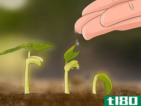 Image titled Grow Dahlias Step 11