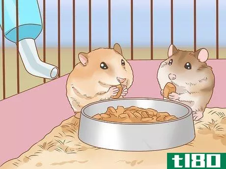 Image titled Introduce Two Dwarf Hamsters Step 7