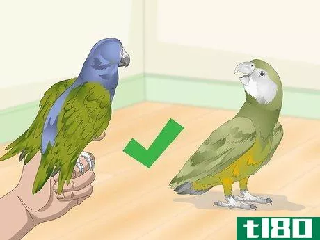 Image titled Keep a Senegal Parrot Entertained Step 15