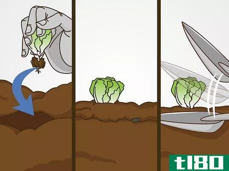 Image titled Grow Iceberg Lettuce Step 12