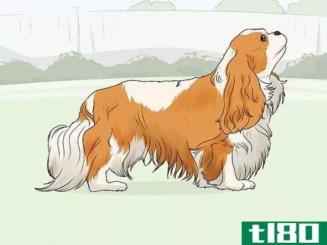 Image titled Identify a Cavalier King Charles Spaniel Step 1