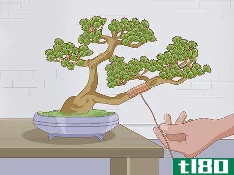 Image titled Grow and Care for a Bonsai Tree Step 10