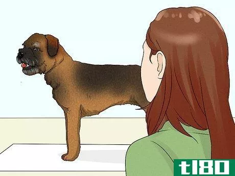 Image titled Identify a Border Terrier Step 6