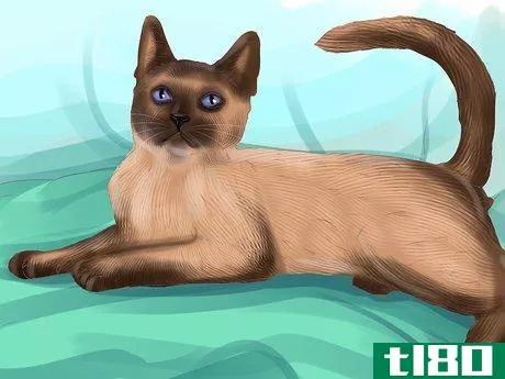 Image titled Identify a Siamese Cat Step 2