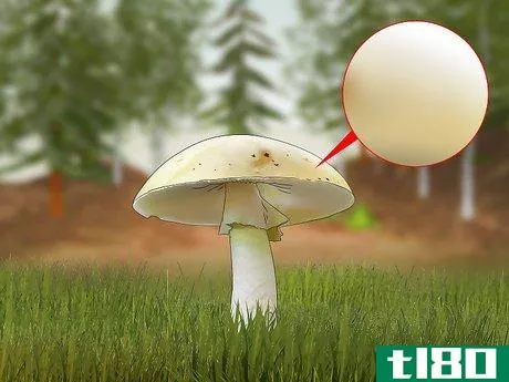 如何识别死亡帽蘑菇(identify a death cap mushroom)