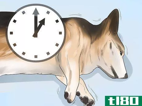 Image titled Help a Dog Who Has Canine Epilepsy Step 4