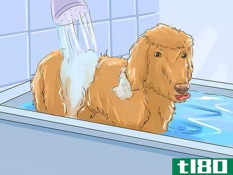 Image titled Help Your Dog Live Longer Step 15