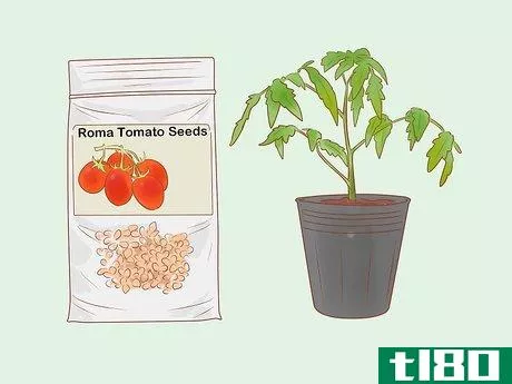 如何种植罗马番茄(grow roma tomatoes)