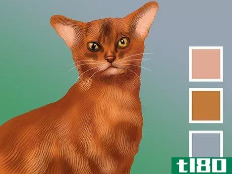 Image titled Identify an Abyssinian Cat Step 4