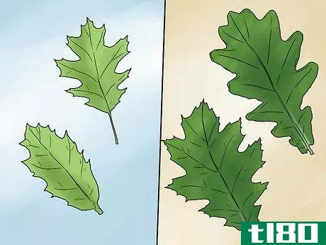 Image titled Identify Oak Leaves Step 7