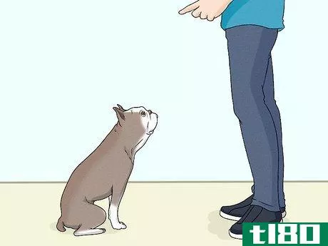 Image titled Identify a Boston Terrier Step 13