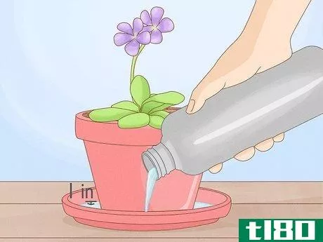 Image titled Grow Butterwort Step 5