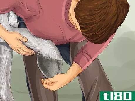 Image titled Know if Your Horse Needs Shoes Step 6