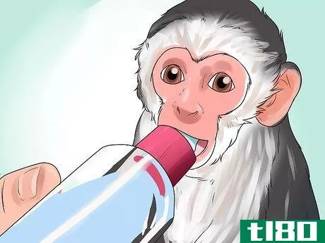 Image titled Keep Capuchin Monkeys As Pets Step 20