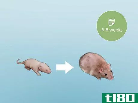 Image titled Introduce Pet Rats Step 2