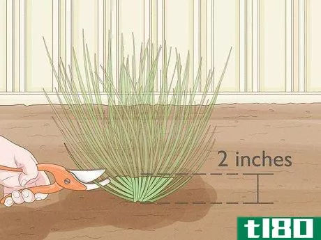 Image titled Grow Chives Step 18