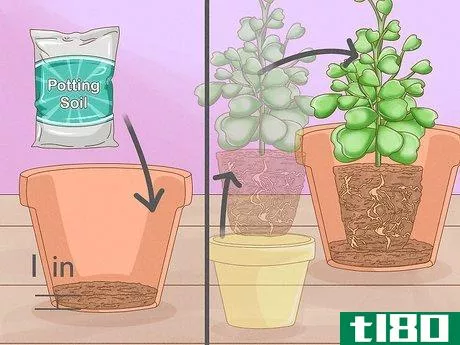 Image titled Get a Hoya Plant to Bloom Step 15