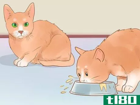 Image titled Know if Your Cat Is Sick Step 18