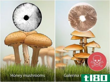 Image titled Identify Poisonous Mushrooms Step 12