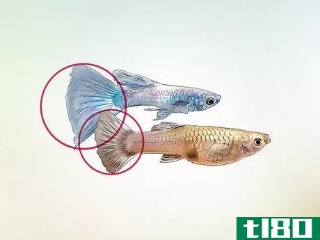Image titled Identify Male and Female Guppies Step 6