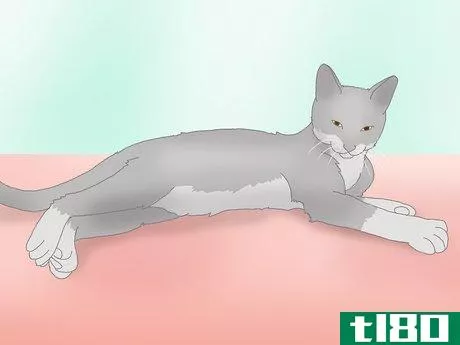 Image titled Get a Cat to Roll Over Step 10