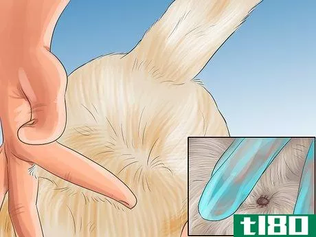 Image titled Help an Itching Dog Step 1