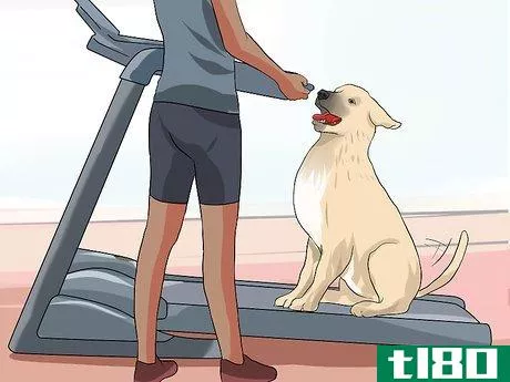 Image titled Get a Dog to Use a Treadmill Step 6