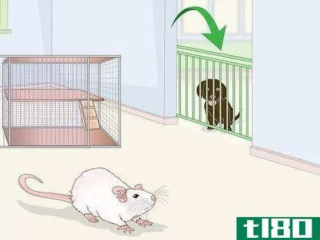 Image titled Keep Pet Rats Safe Around Other Pets Step 10