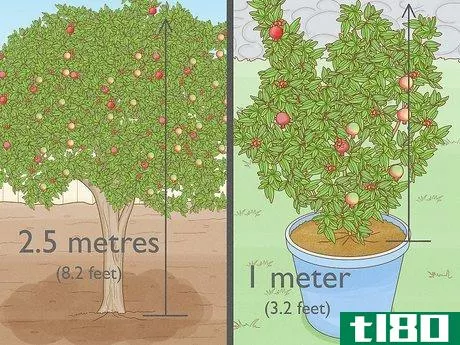 如何种一棵石榴树(grow a pomegranate tree)