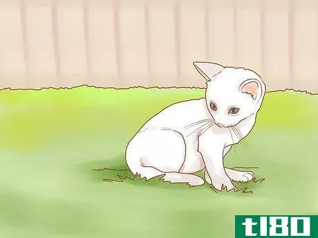 Image titled Introduce Your Kitten to the Outdoors Safely Step 7