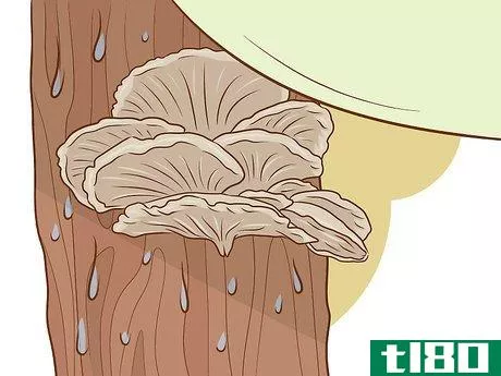 Image titled Grow Edible Mushrooms Step 16