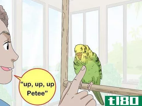 Image titled Hand Train a Parakeet Step 12