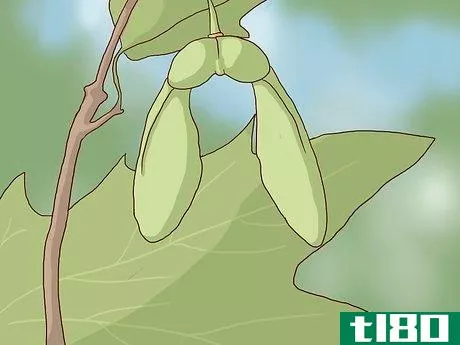 Image titled Identify Sugar Maple Trees Step 10