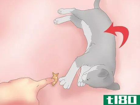 Image titled Get a Cat to Roll Over Step 7